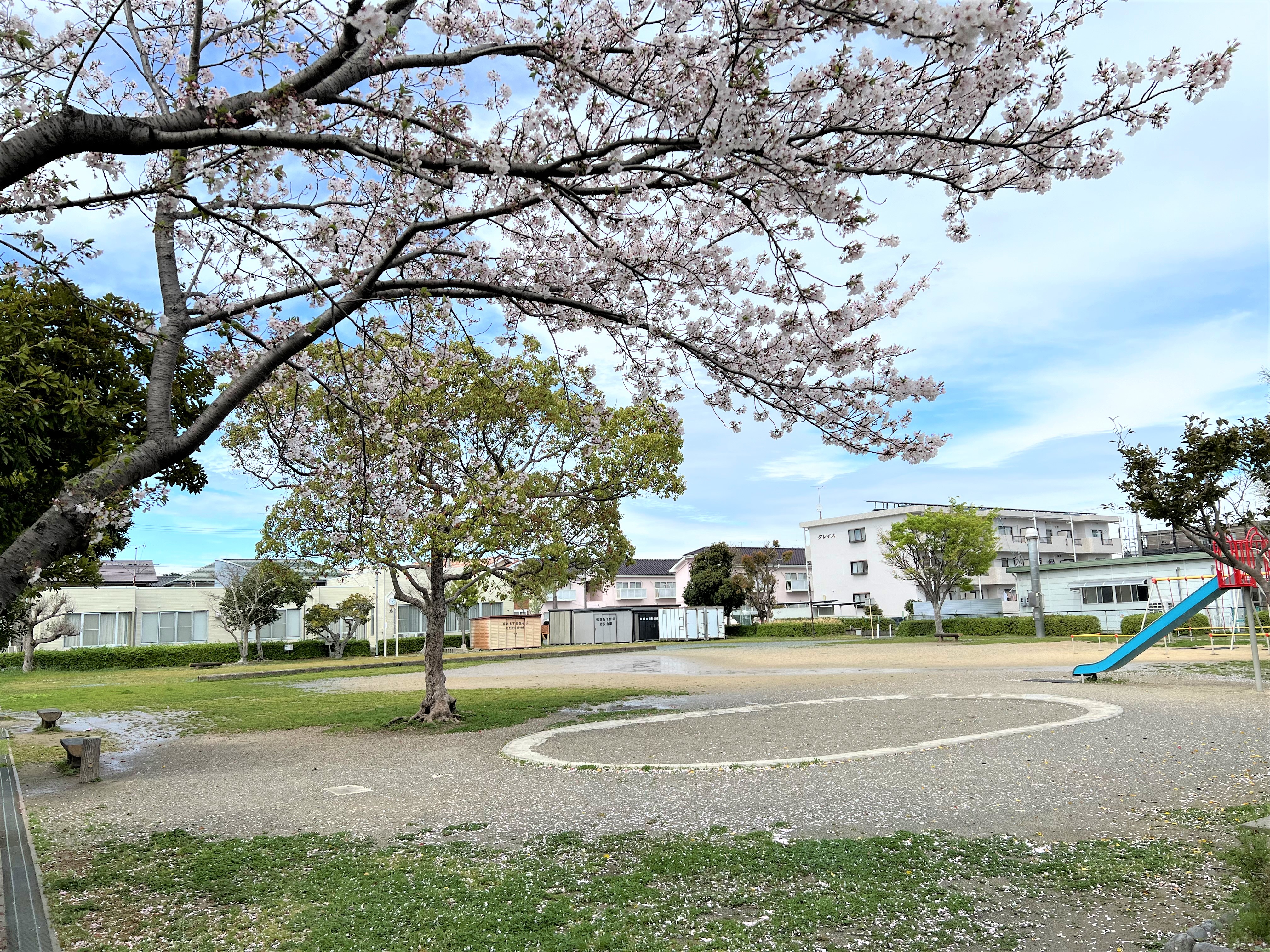 小鳩公園の桜2024年4月撮影