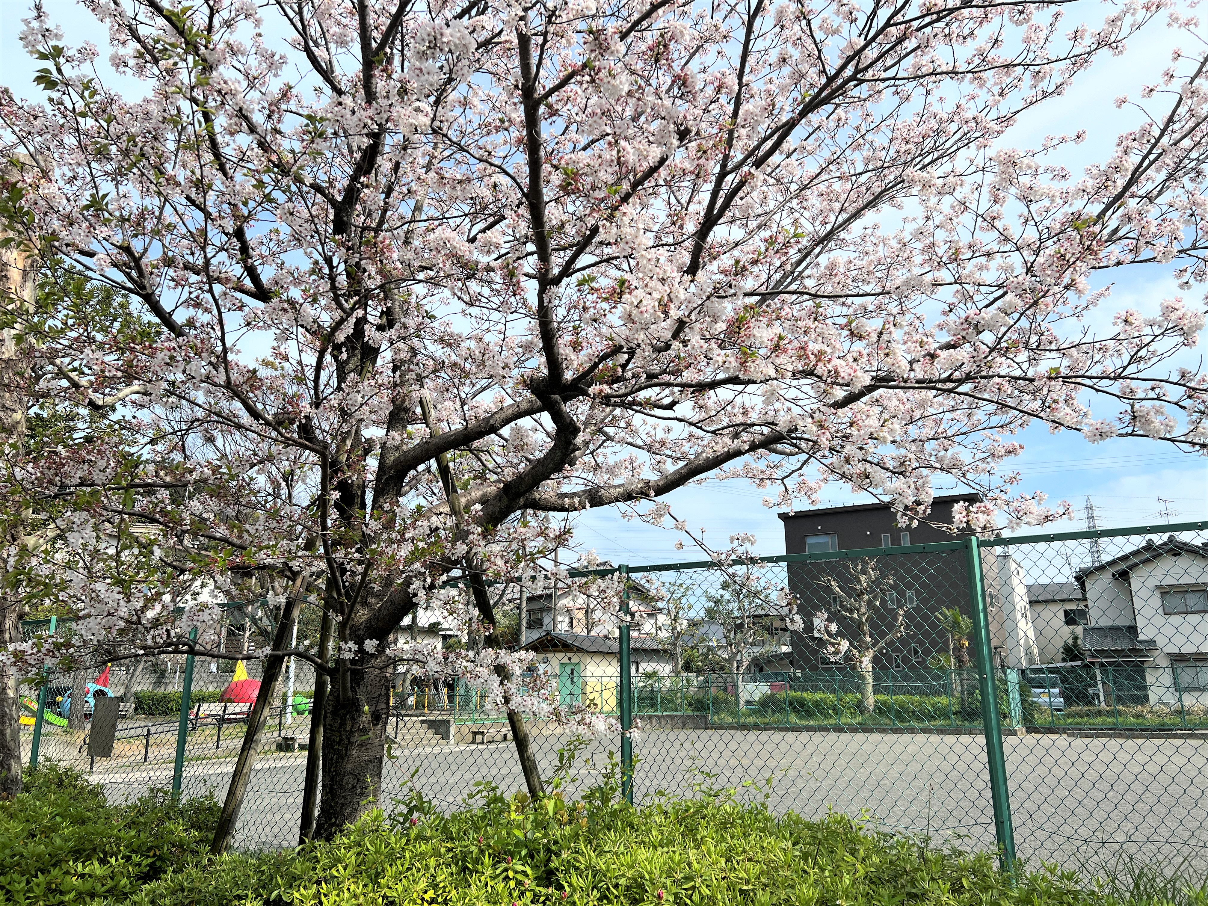 近所の太田切公園（約420m）の桜　2024年4月撮影