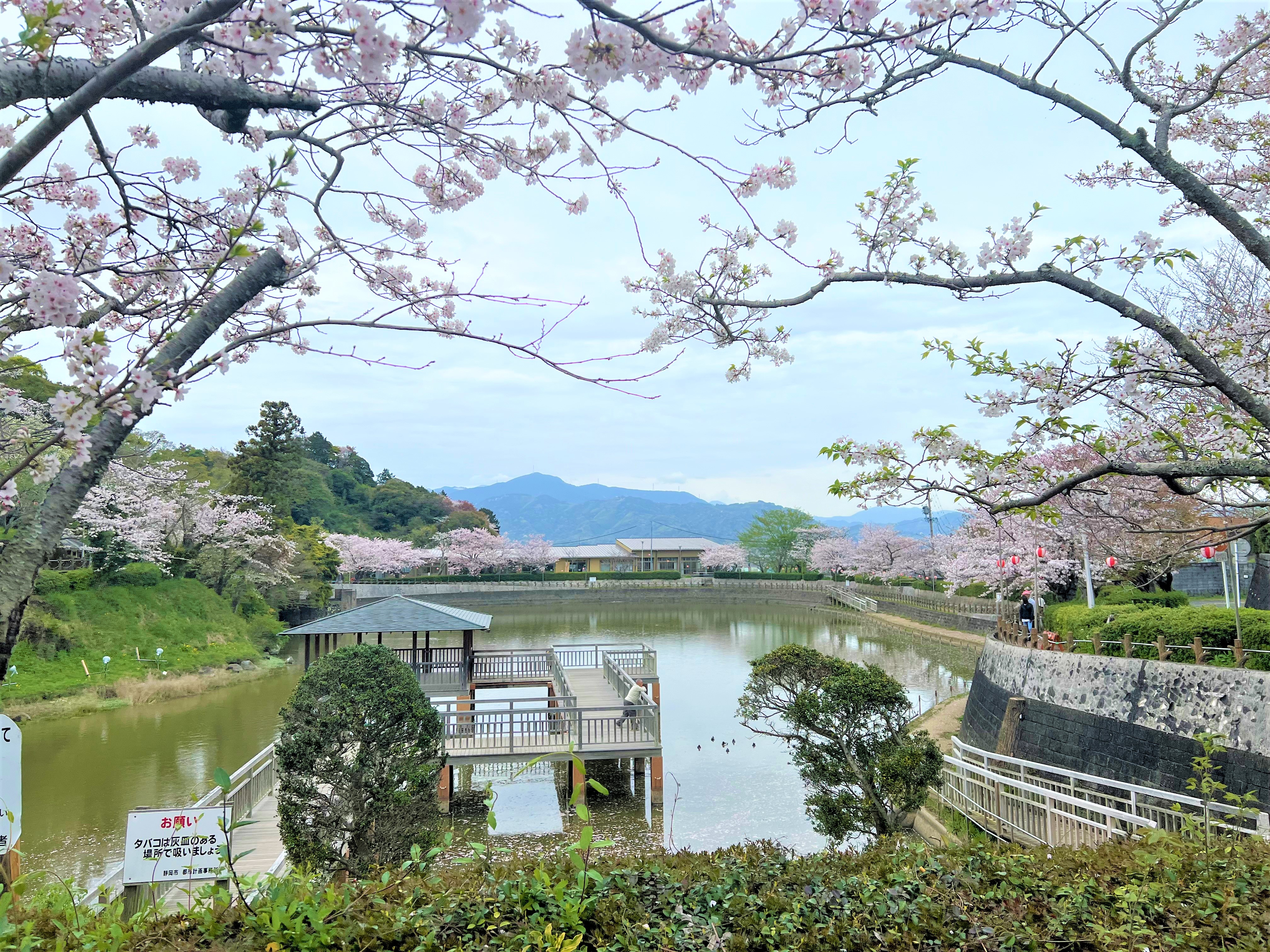 船越公園の桜　2024年4月撮影