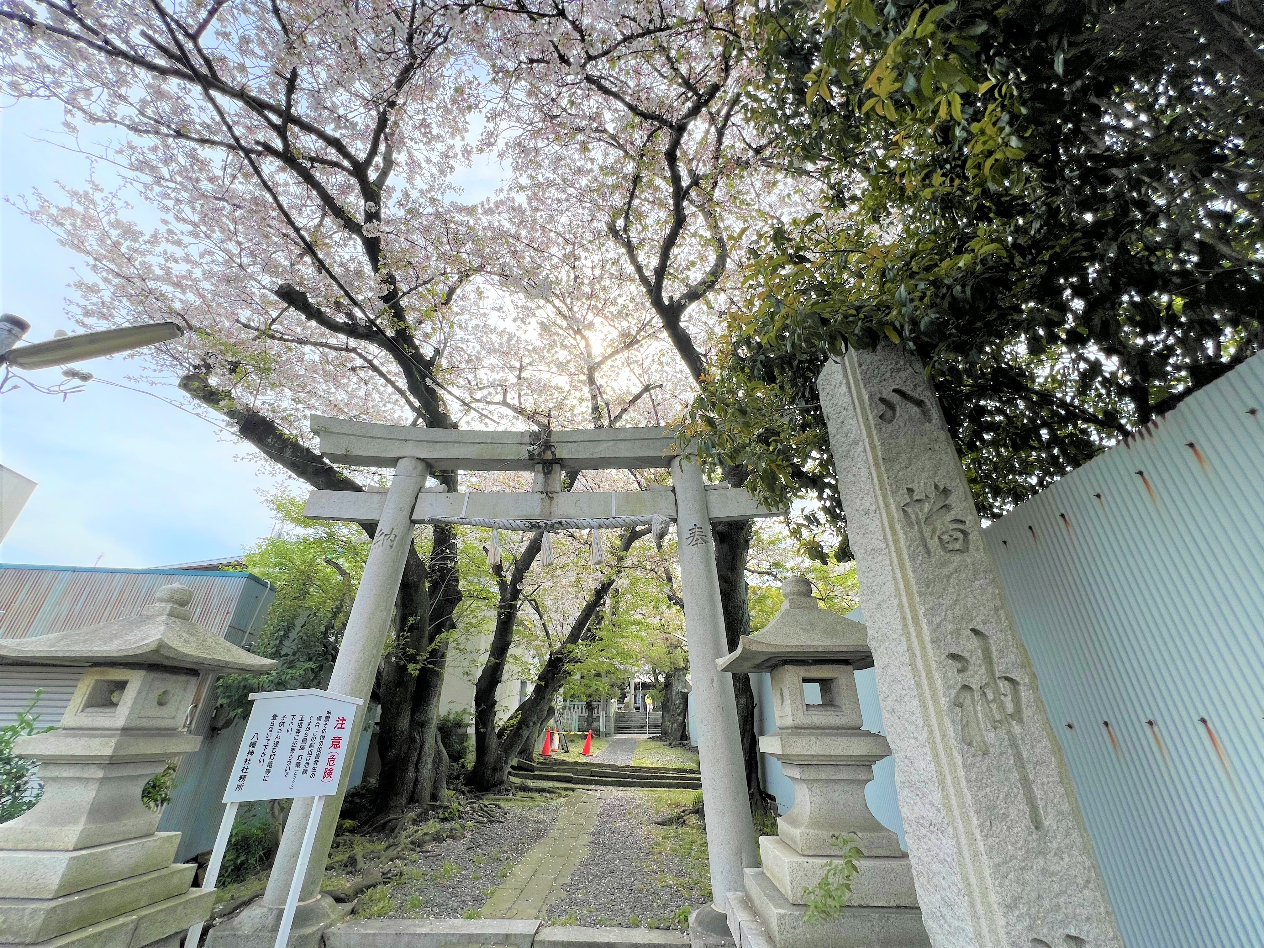 八幡神社の桜生木2024年4月撮影